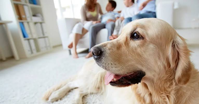 5 Essential Tips for First-Time Pet Owners